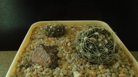 Escobaria missouriensis & Escobaria missouriensis v. caespitosa (-25C - -35C)