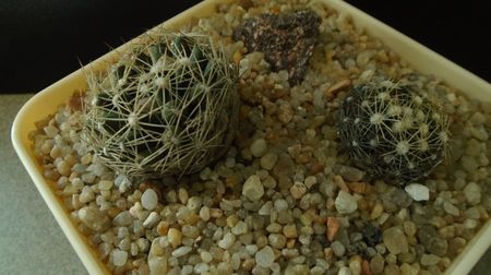 Escobaria missouriensis & Escobaria missouriensis v. caespitosa (-25C - -35C)