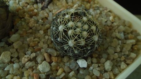 Escobaria missouriensis (-25C - -35C)