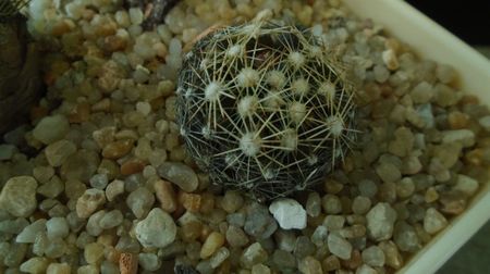 Escobaria missouriensis (-25C - -35C)