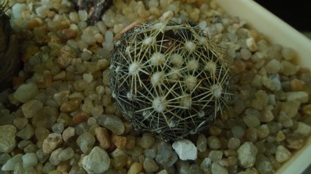 Escobaria missouriensis (-25C - -35C)