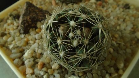 Escobaria missouriensis caespitosa (-25C - -35C)
