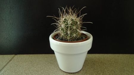 Sclerocactus parviflorus (altoit), SB599, Queretaro, Mx.