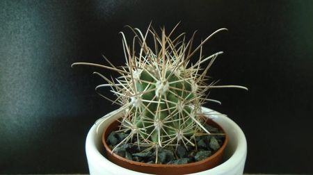 Sclerocactus parviflorus (altoit), SB599, Queretaro, Mx.