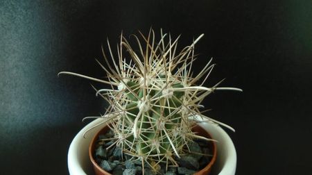 Sclerocactus parviflorus (altoit), SB599, Queretaro, Mx.