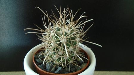 Sclerocactus parviflorus (altoit), SB599, Queretaro, Mx.