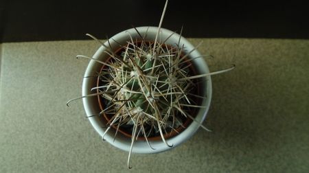 Sclerocactus parviflorus (altoit), SB599, Queretaro, Mx.