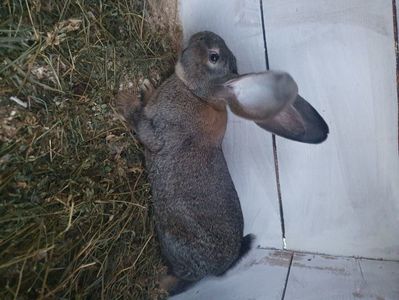 ; O sa revin cu alte poze , aici abea a sosit la mine
