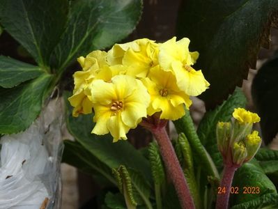 primula elatior