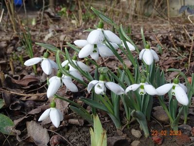 galanthus nivalis