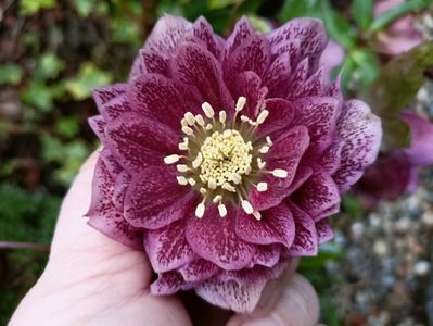 Helleborus "Double Ellen Red"