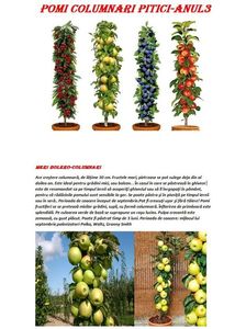 POMI COLUMNARI PITICI,MERI.CIRESI,CAISI,NECTARIN-10+5 GRATIS