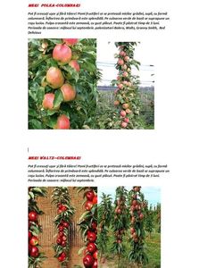 POMI COLUMNARI PITICI,MERI.CIRESI,CAISI,NECTARIN-10+5 GRATIS