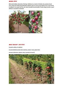 POMI COLUMNARI PITICI,MERI.CIRESI,CAISI,NECTARIN-10+5 GRATIS