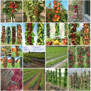 POMI COLUMNARI PITICI,MERI.CIRESI,CAISI,NECTARIN-10+5 GRATISe1446rr