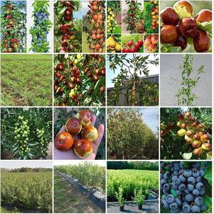 POMI COLUMNARI PITICI,MERI.CIRESI,CAISI,NECTARIN-10+5 GRATIS