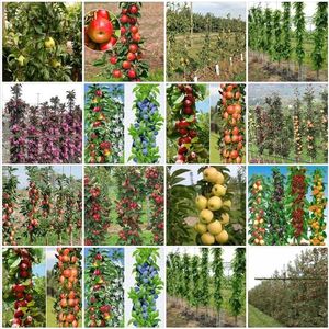 POMI COLUMNARI PITICI MERI CIRESI CAISI NECTARIN 10 5 GRATIS