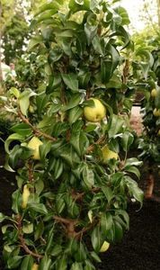 POMI COLUMNARI PITICI,MERI.CIRESI,CAISI,NECTARIN-10+5 GRATIS