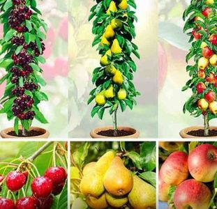 POMI COLUMNARI PITICI,MERI.CIRESI,CAISI,NECTARIN-10+5 GRATIS