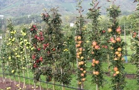 POMI COLUMNARI PITICI,MERI.CIRESI,CAISI,NECTARIN-10+5 GRATIS