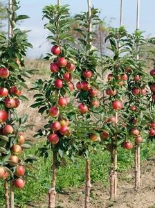 POMI COLUMNARI PITICI,MERI.CIRESI,CAISI,NECTARIN-10+5 GRATIS