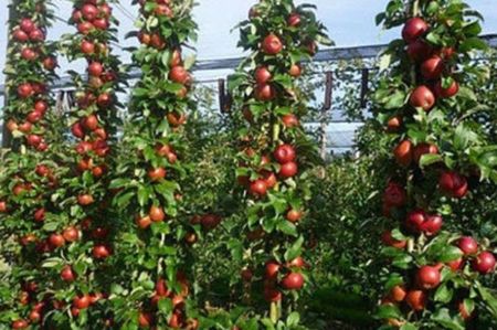 POMI COLUMNARI PITICI,MERI.CIRESI,CAISI,NECTARIN-10+5 GRATIS