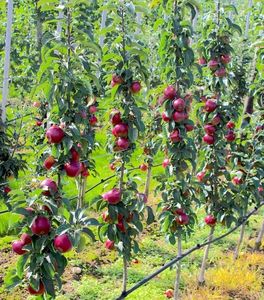 POMI COLUMNARI PITICI,MERI.CIRESI,CAISI,NECTARIN-10+5 GRATIS