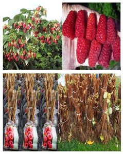 Zmeura butasi lathan,rubin,cayuga,cytria,Polka 50+50 gratis