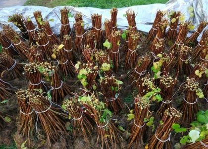 Zmeura butasi lathan,rubin,cayuga,cytria,Polka 50+50 gratis