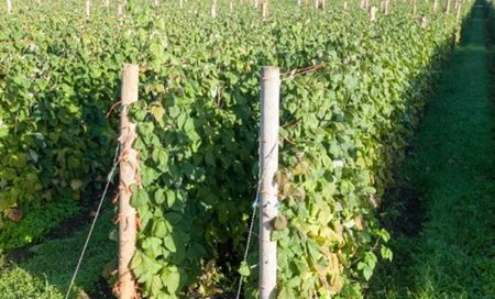 Zmeura butasi lathan,rubin,cayuga,cytria,Polka 50+50 gratisture2326