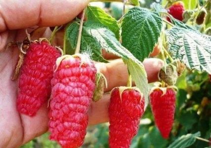 Zmeura butasi lathan,rubin,cayuga,cytria,Polka 50+50 gratis