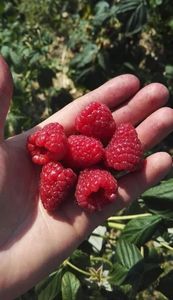 Zmeura butasi lathan,rubin,cayuga,cytria,Polka 50+50 gratis