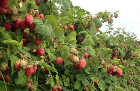 Zmeura butasi lathan,rubin,cayuga,cytria,Polka 50+50 gratis