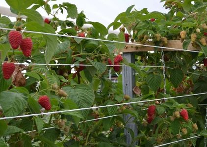 Zmeura butasi lathan,rubin,cayuga,cytria,Polka 50+50 gratis