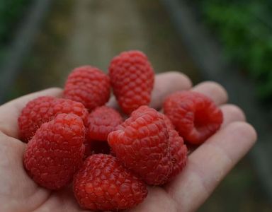 Zmeura butasi lathan,rubin,cayuga,cytria,Polka 50+50 gratis