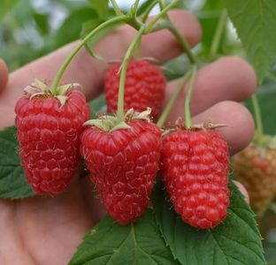 Zmeura butasi lathan,rubin,cayuga,cytria,Polka 50+50 gratis