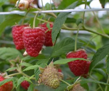 Zmeura butasi lathan,rubin,cayuga,cytria,Polka 50+50 gratis