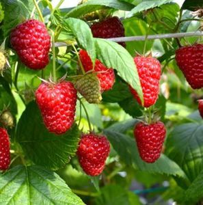 Zmeura butasi lathan,rubin,cayuga,cytria,Polka 50+50 gratis