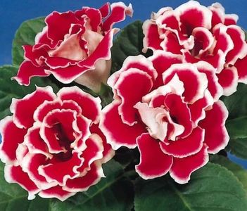 Gloxinia bulb mare 25 lei