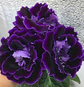 Gloxinia bulb mare 25 lei