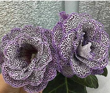 Gloxinia bulb mare 25 lei