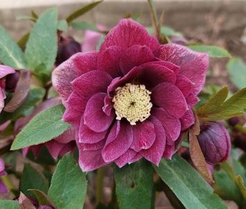 Helleborus Double Ellen Red