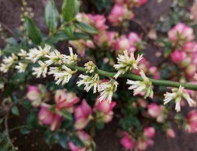 sarcococca confusa