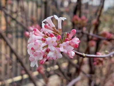 viburnum bodnantense