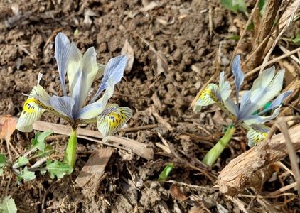 iris reticulata katharine hodgkin