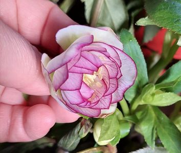 Helleborus Quintessa Coral