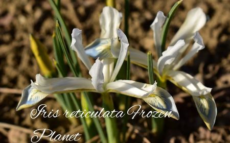 AddText_03-04-03.53.57