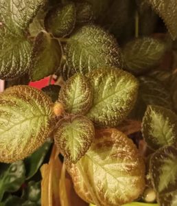 Dori_s Golden Gliter; Si sus si jos. Foliaj diferit, amandoua au boboci, urmaresc!
