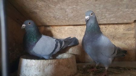 Perechea 20; Masc Gino Clique si fem Florin Petrache, frate loc 2 nat as fond ×sora olimpica
