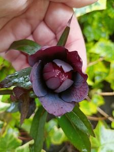 Helleborus "Double Ellen Purple"